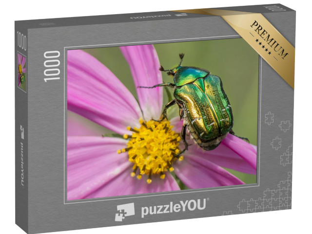 puzzle 1000 dílků „Krásný zlatý brouk na růžovožlutém květu“