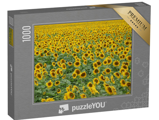 puzzle 1000 dílků „Slunečnice, kam až oko dohlédne“