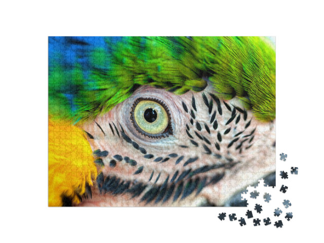 puzzle 1000 dílků „Detailní záběr: Papouščí oko“