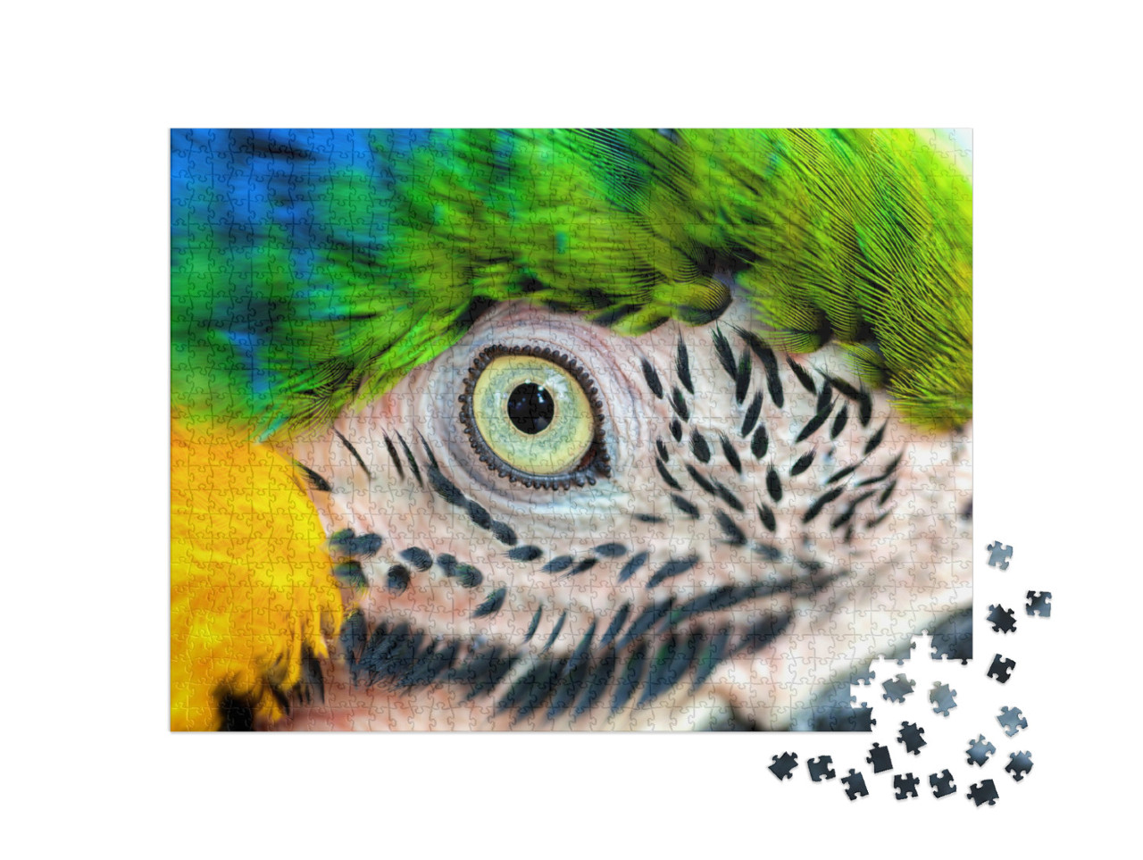 puzzle 1000 dílků „Detailní záběr: Papouščí oko“