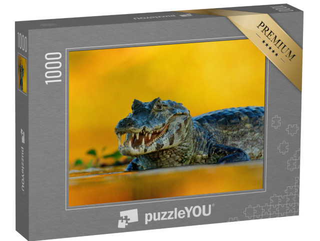 puzzle 1000 dílků „Kajman Yacare, krokodýl v řece, Pantanal, Brazílie“