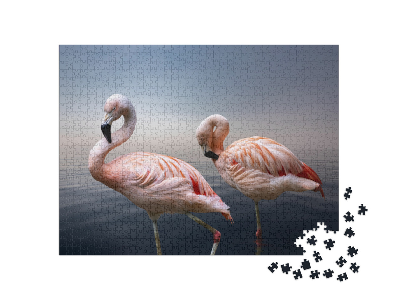 puzzle 1000 dílků „Detailní záběr dvou amerických plameňáků“
