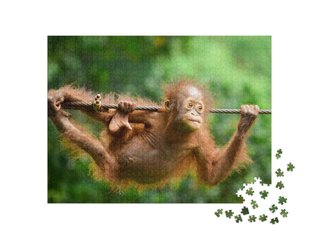 puzzle 1000 dílků „Orangutan kalimantský zblízka“