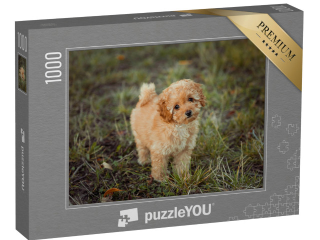 puzzle 1000 dílků „Malé hnědé štěně pudla“