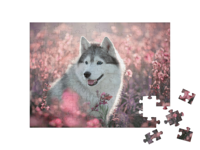 puzzle 100 dílků „Krásný husky na rozkvetlém poli“