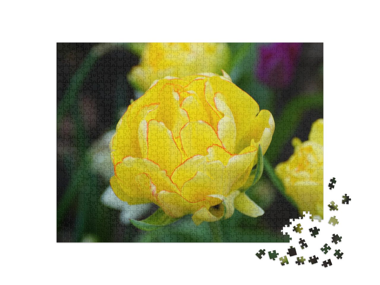 puzzle 1000 dílků „Detail žlutého tulipánu“