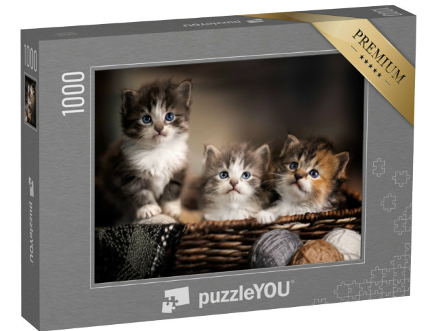 puzzle 1000 dílků „Tři roztomilá koťata, detailní záběr“