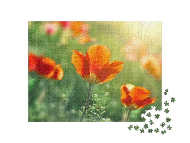 puzzle 1000 dílků „Tulipány rozkvétají před západem slunce“