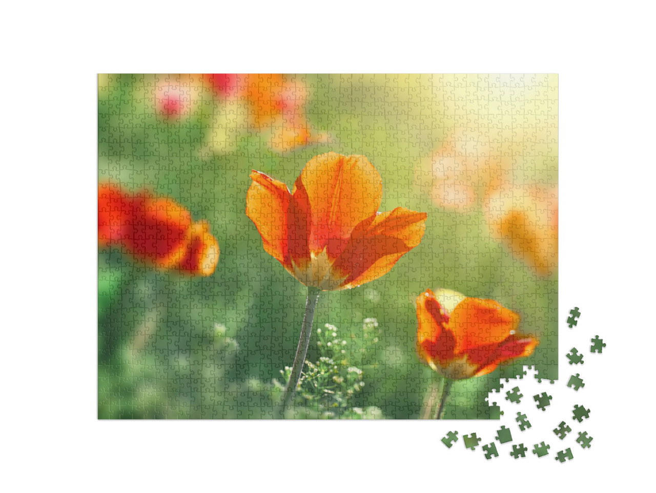 puzzle 1000 dílků „Tulipány rozkvétají před západem slunce“