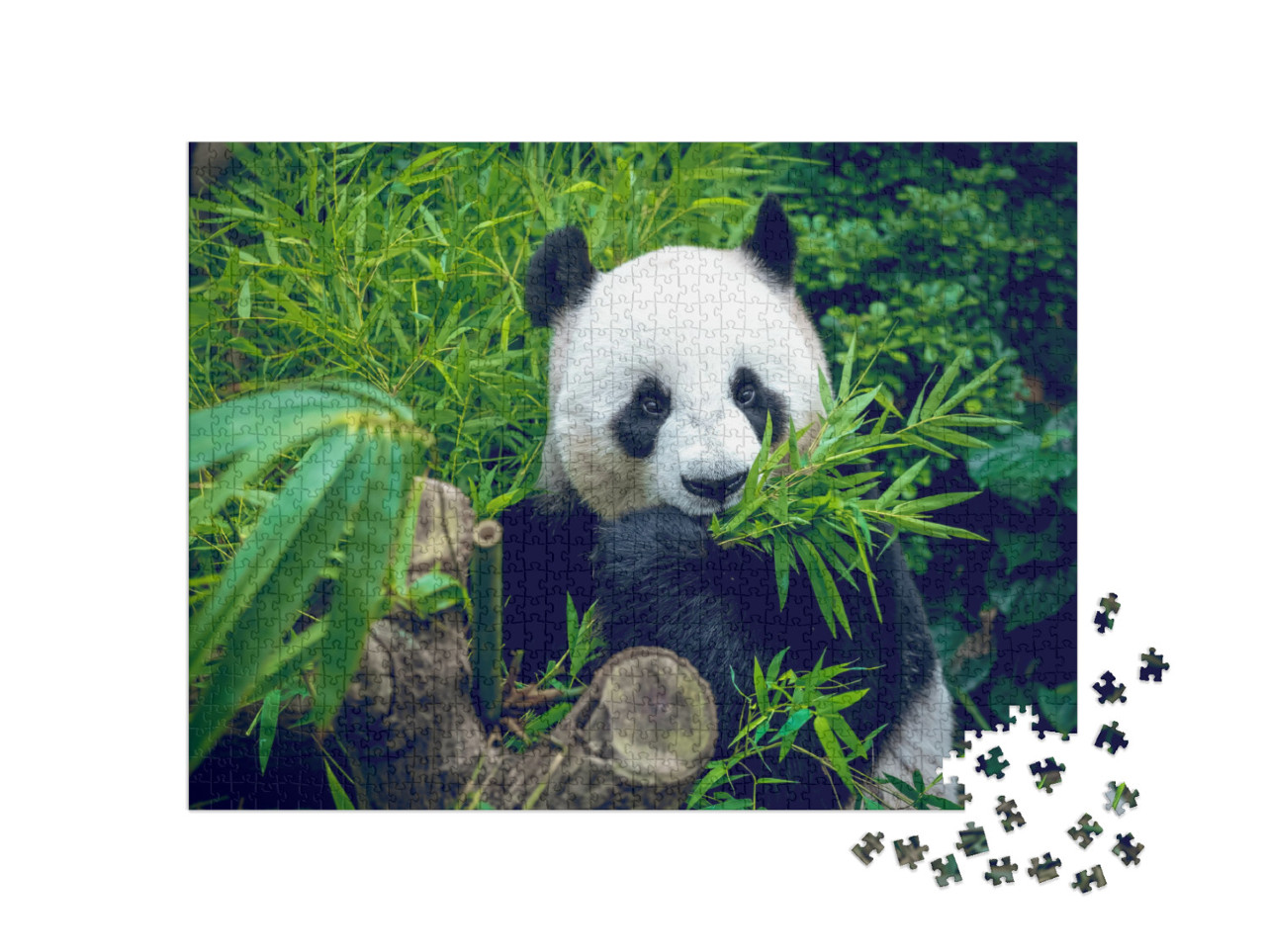 puzzle 1000 dílků „Hladový medvěd panda velká při konzumaci bambusového pokrmu“