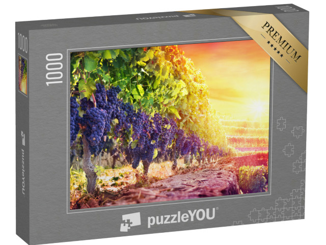 puzzle 1000 dílků „Zralé hrozny na vinici při západu slunce“