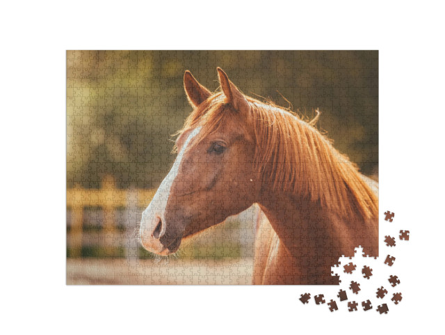 puzzle 1000 dílků „Portrét koně ve večerním světle“
