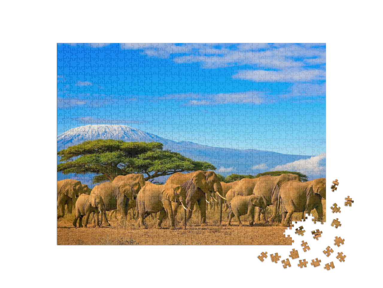 puzzle 1000 dílků „Stádo slonů afrických před horou Kilimandžáro, Afrika“