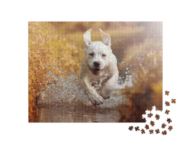 puzzle 1000 dílků „Mladý labrador si hraje v potoce“