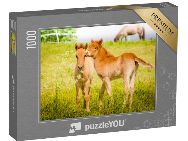 puzzle 1000 dílků „Hříbata hrající si na louce“