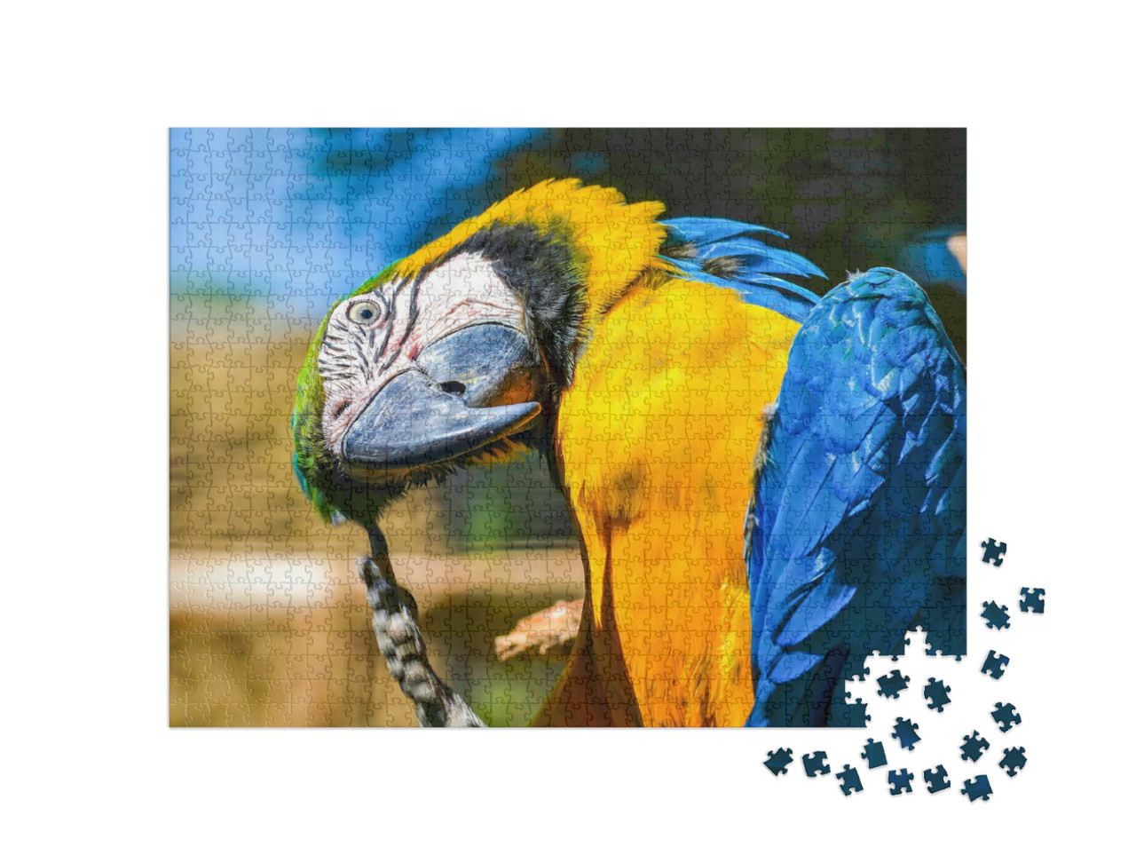 puzzle 1000 dílků „Modrý a žlutý makak“