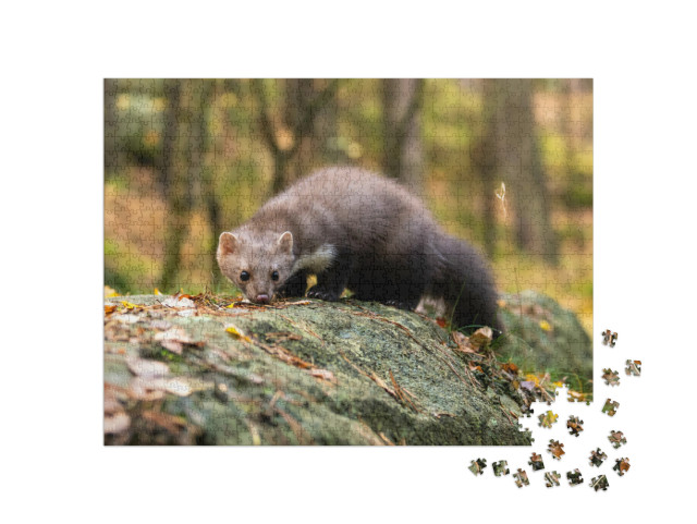 puzzle 1000 dílků „Kuna lesní při hledání potravy v lese“