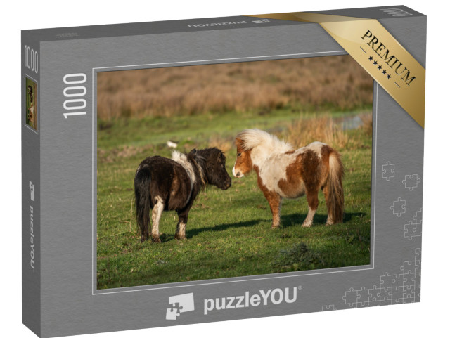 puzzle 1000 dílků „Shetlandští poníci na pastvinách v Limburgu, Nizozemsko“