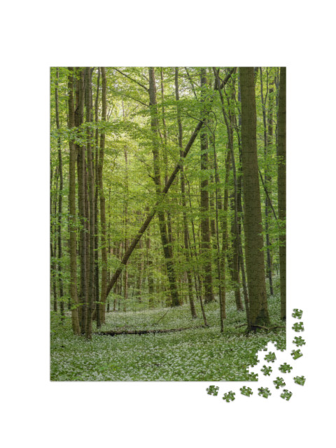 puzzle 1000 dílků „Divoký česnek v květu, Národní park Hainich, Durynsko“