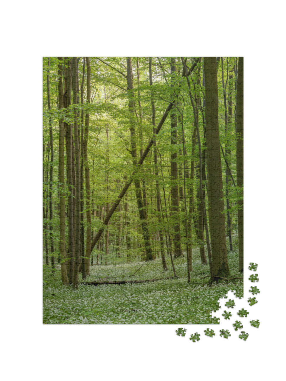 puzzle 1000 dílků „Divoký česnek v květu, Národní park Hainich, Durynsko“