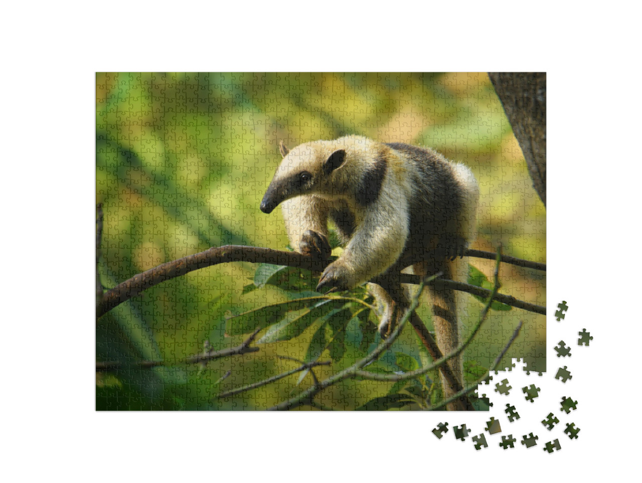 puzzle 1000 dílků „Tamandua severní, mravenečník z Mexika“