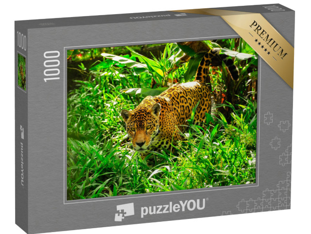 puzzle 1000 dílků „Dospělý jaguár slídící v trávě“