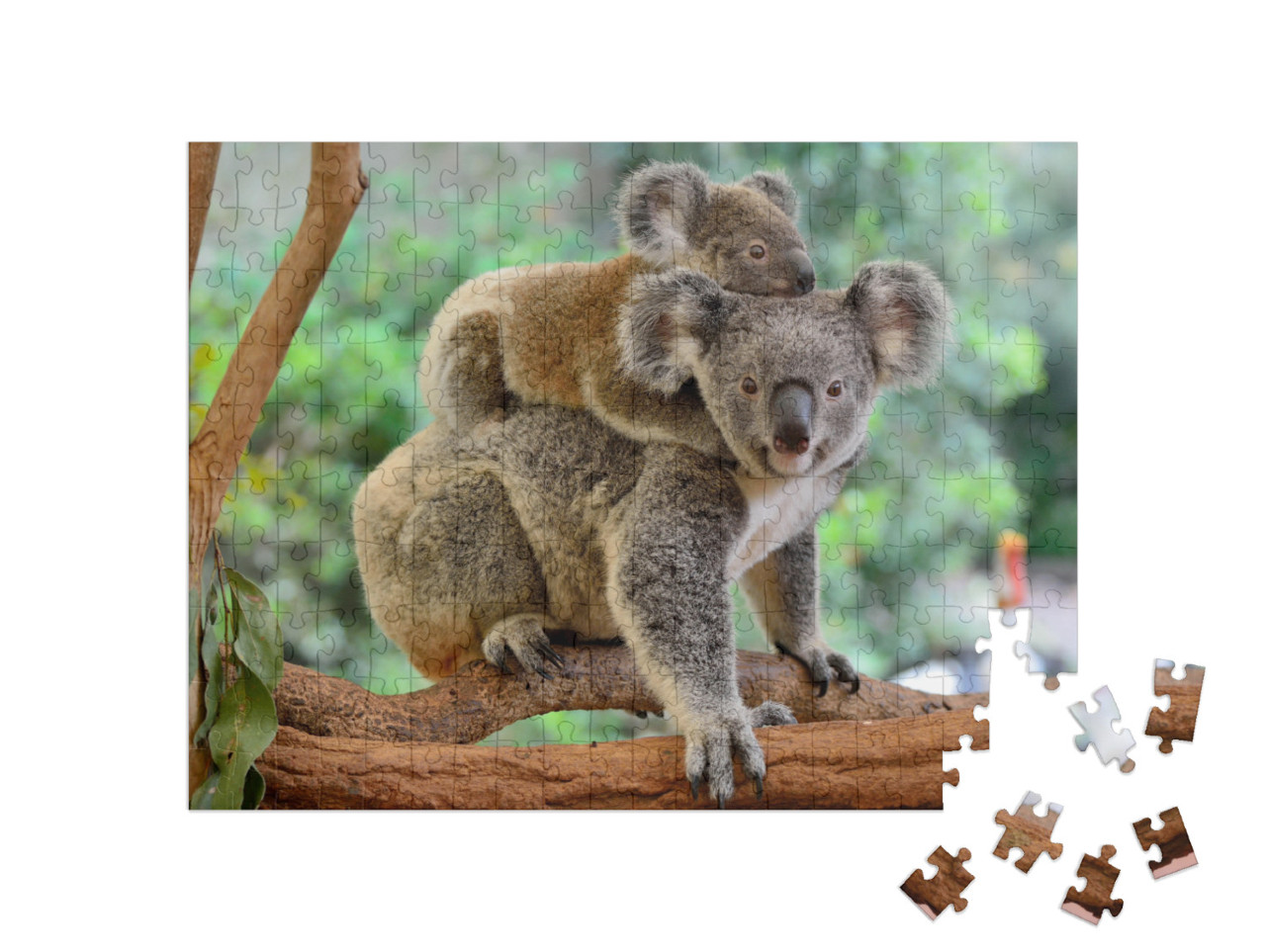 puzzle 200 dílků „Matka koala s mládětem na zádech na eukalyptovém stromě“