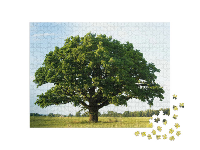 puzzle 1000 dílků „Osamělý zelený dub v poli“