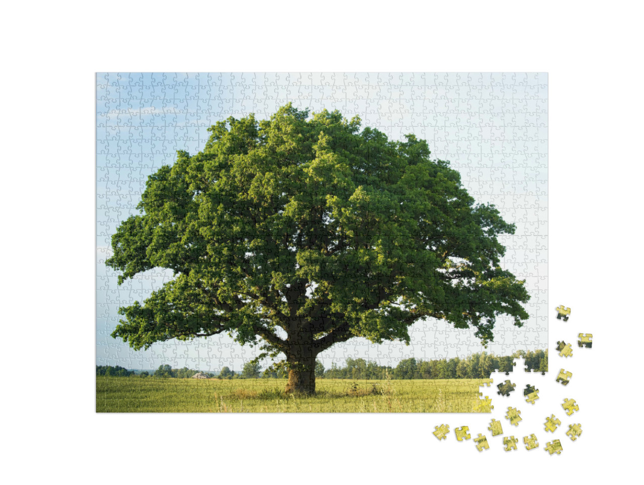 puzzle 1000 dílků „Osamělý zelený dub v poli“