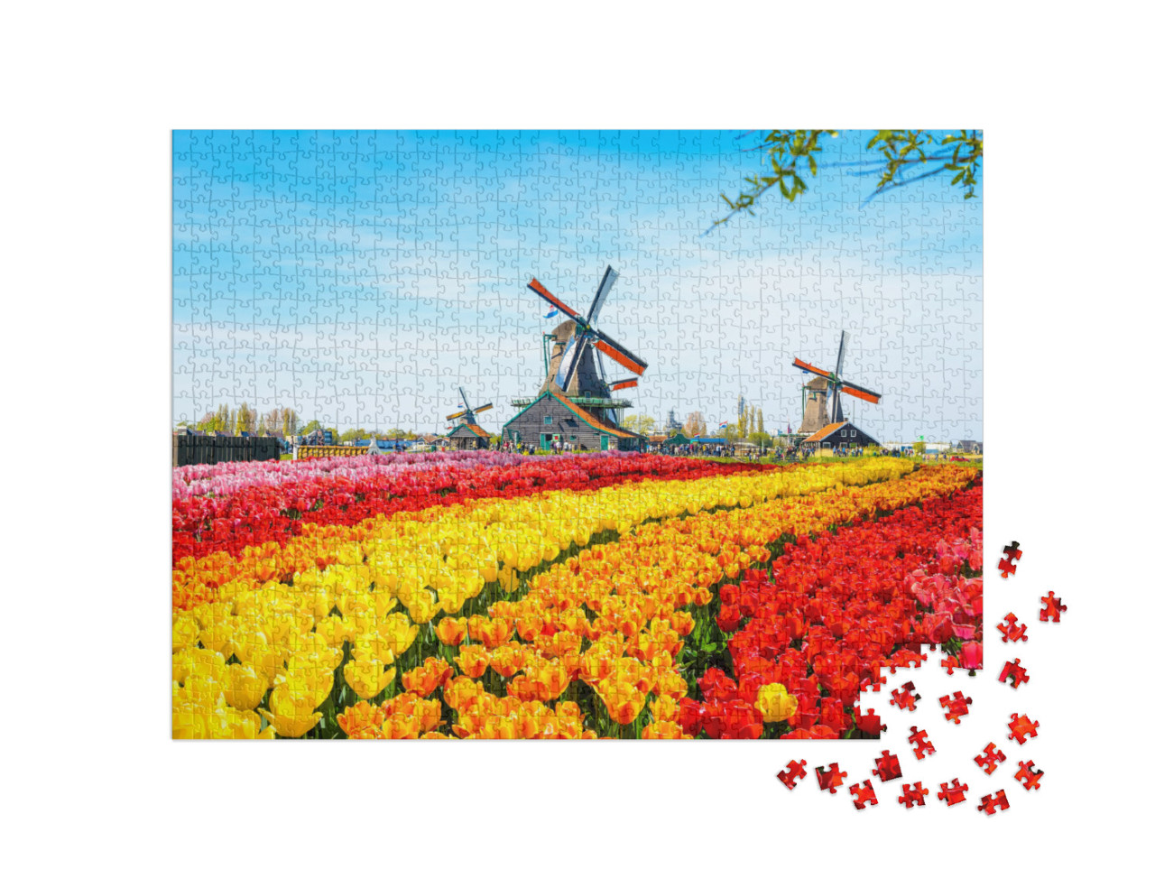 puzzle 1000 dílků „Tulipány a větrné mlýny v Zaanse Schans, Nizozemsko“