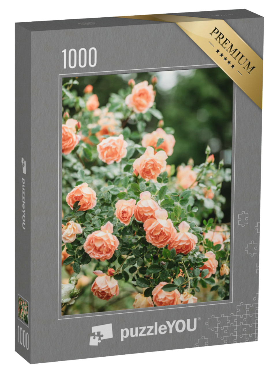 puzzle 1000 dílků „Broskvové růže v plném květu“