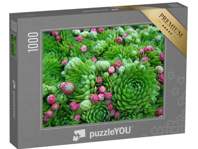 puzzle 1000 dílků „Krásné sukulenty, svěží zelené rostliny s drobnými květy“