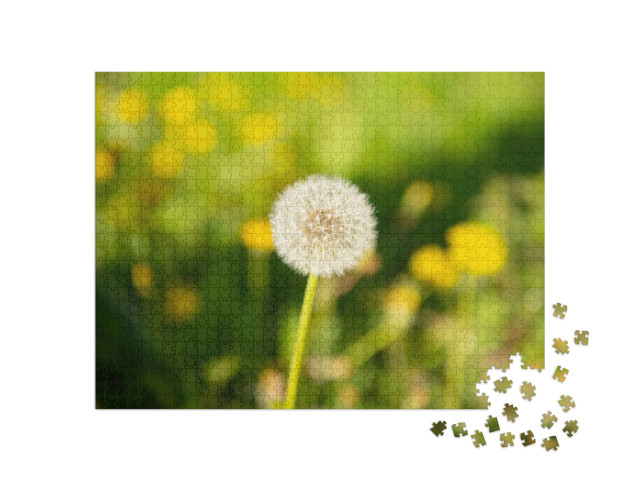 puzzle 1000 dílků „Pampeliška Blowball Flower na přírodním pozadí. Makro. N...“