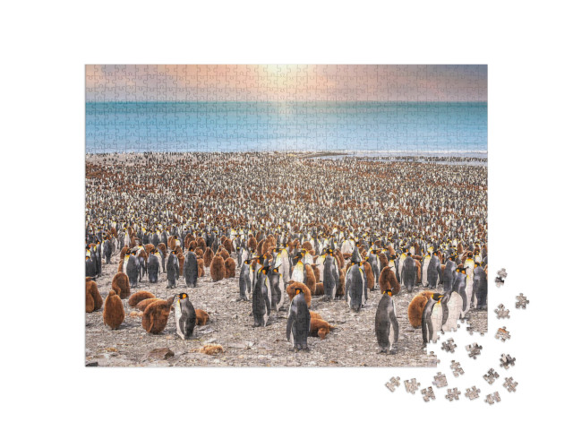 puzzle 1000 dílků „Tučňáci královští na pláži v zátoce svatého Ondřeje na ostrově Jižní Georgie“