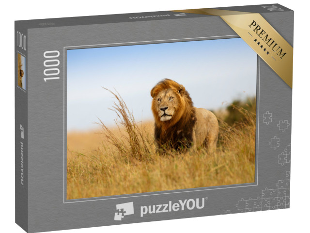puzzle 1000 dílků „Lev ve zlaté trávě v Masai Mara, Keňa“