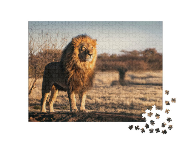 puzzle 1000 dílků „Osamělý lev s královským vzhledem“