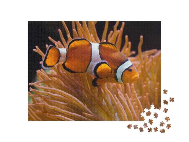 puzzle 1000 dílků „Ocellaris anemonefish, Amphiprion ocellaris“