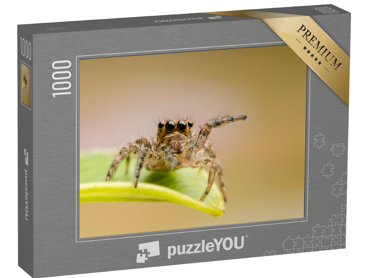 puzzle 1000 dílků „Makro záběr skákajícího pavouka Hyllus“