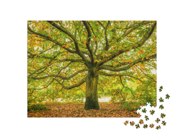 puzzle 1000 dílků „Starobylý strom na podzim“
