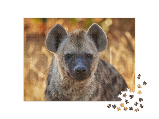 puzzle 1000 dílků „Mladá hyena ve večerním světle“