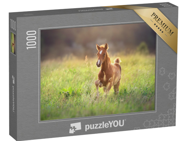 puzzle 1000 dílků „Hříbě cválající po pastvině“