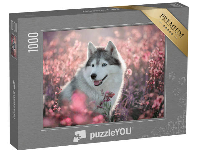 puzzle 1000 dílků „Krásný husky na rozkvetlém poli“