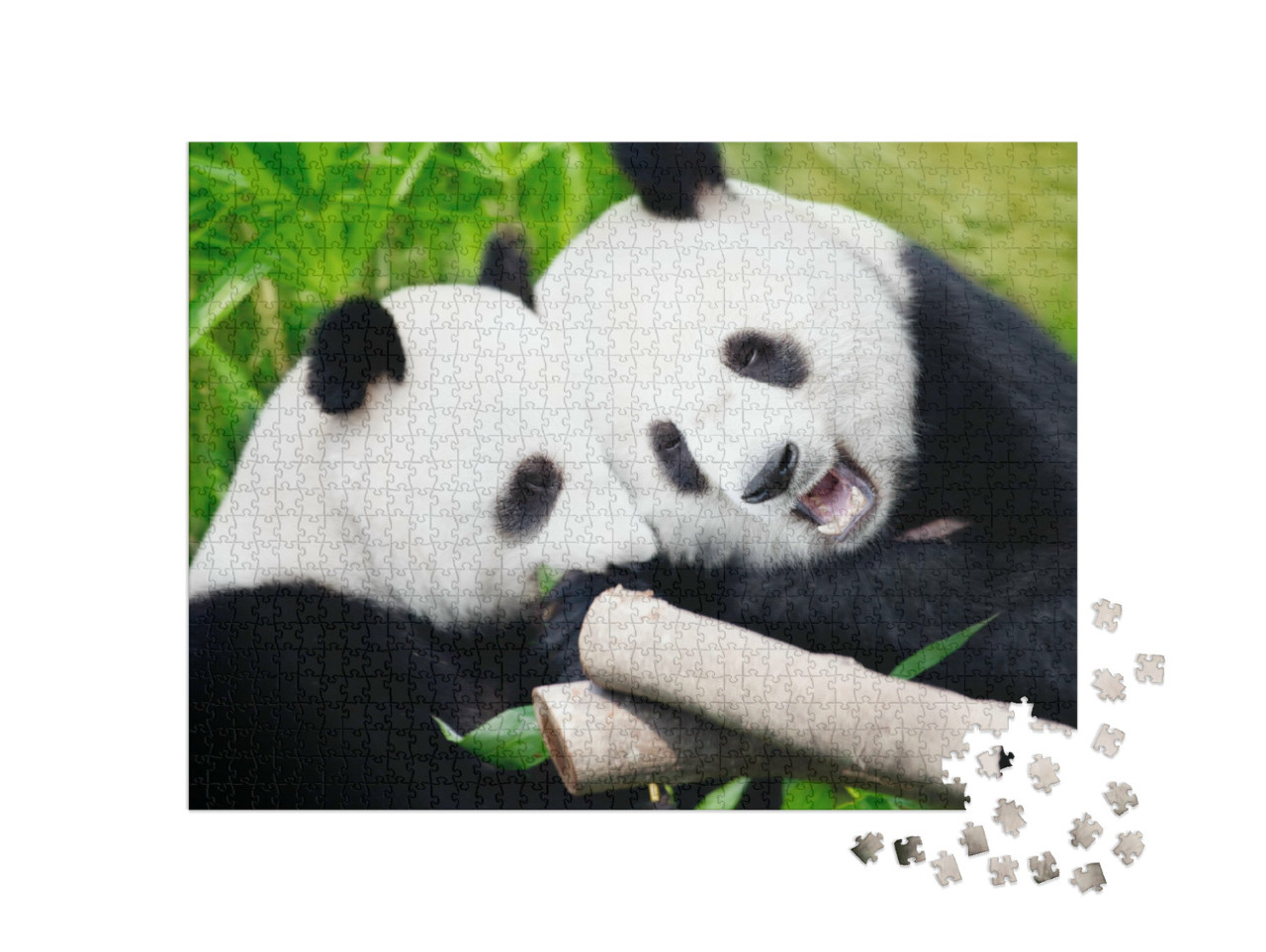 puzzle 1000 dílků „Pandy velké pojídající bambusové výhonky“