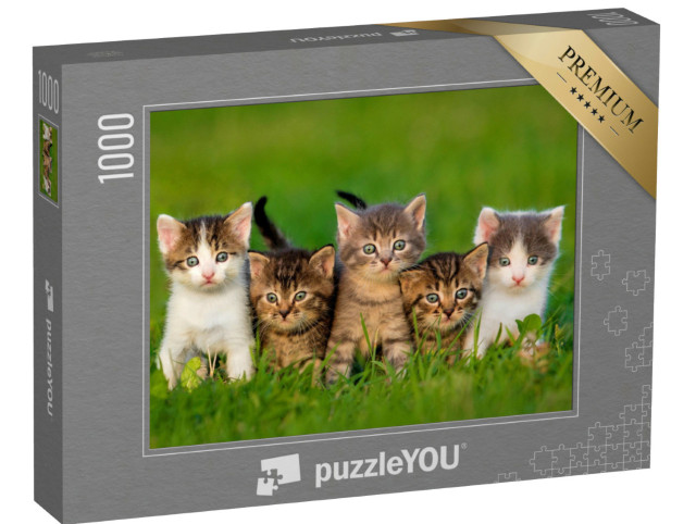 puzzle 1000 dílků „Pět zvědavých koťat“