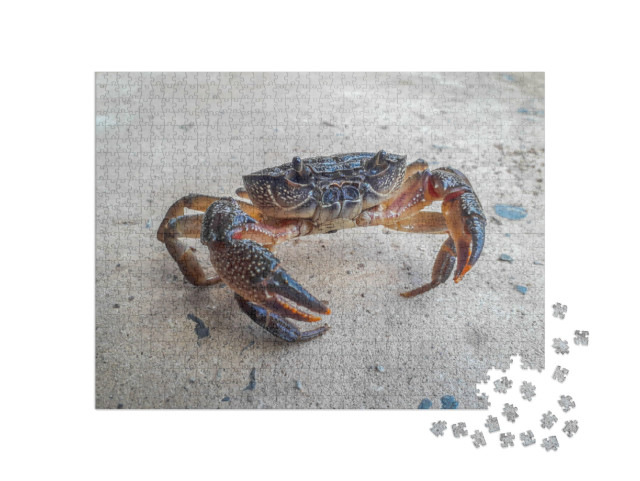 puzzle 1000 dílků „Černý krab“