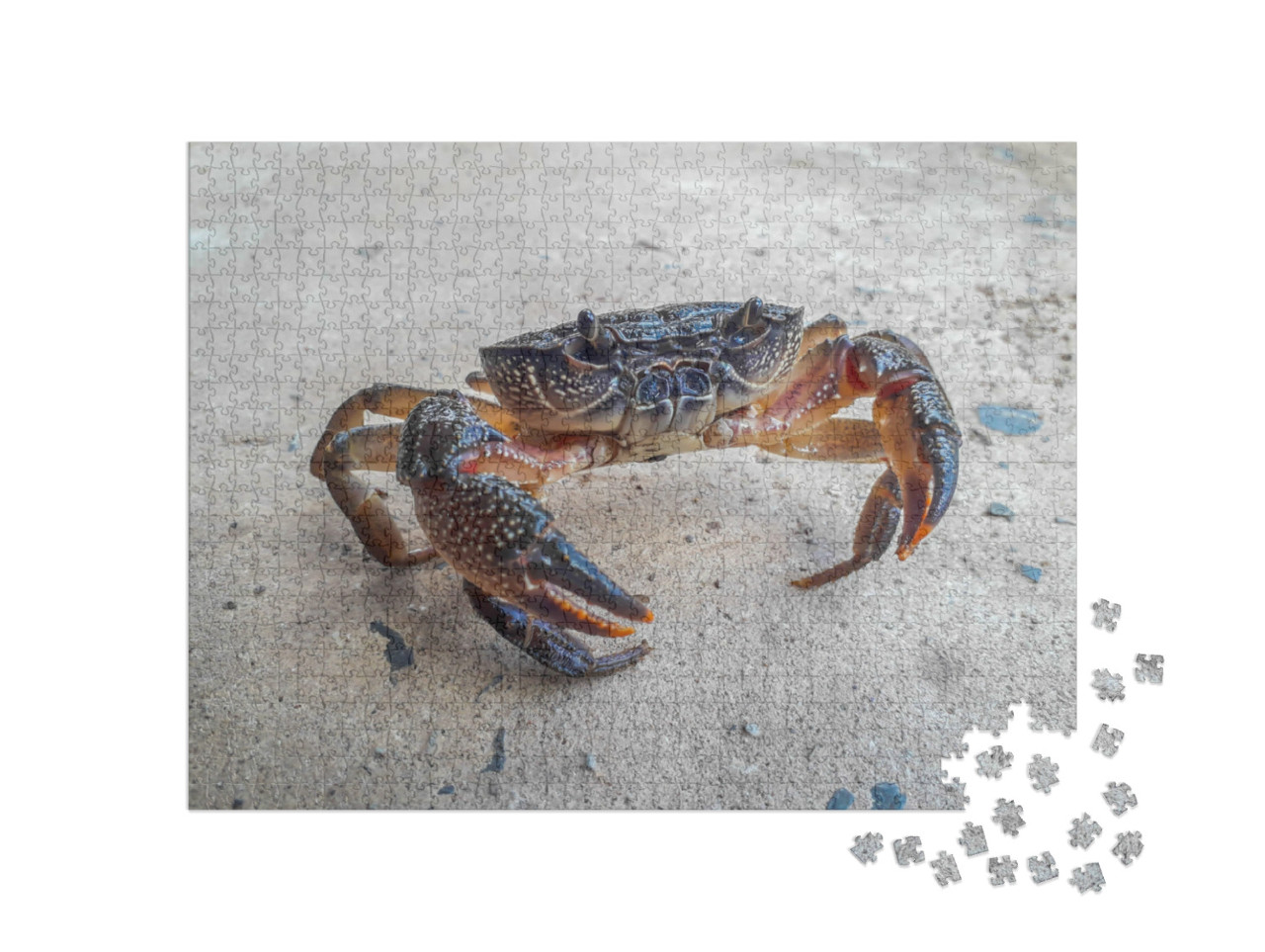 puzzle 1000 dílků „Černý krab“