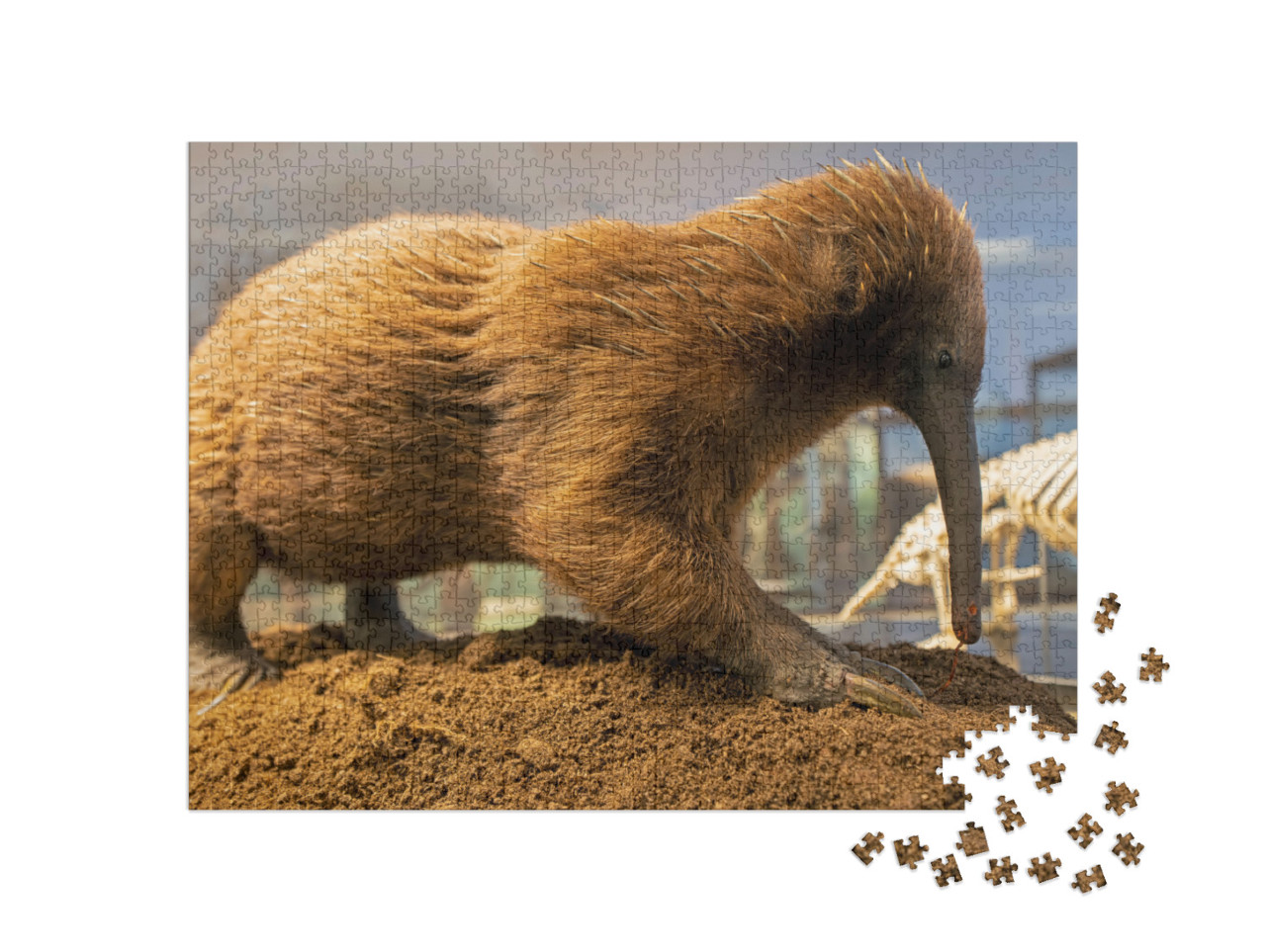 puzzle 1000 dílků „Australská echidna dlouhoploutvá, mravenečník ostnitý“