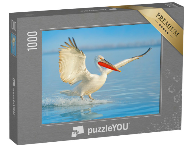 puzzle 1000 dílků „Pelikán dalmatin přistávající v jezeře“