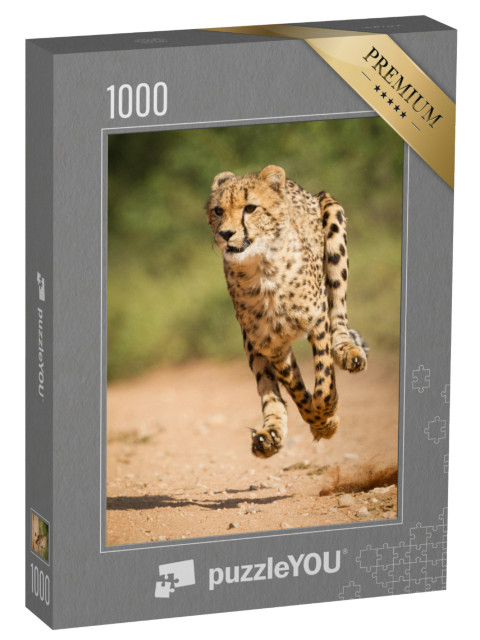 puzzle 1000 dílků „Rychlý gepard, Krugerův park, Jihoafrická republika“