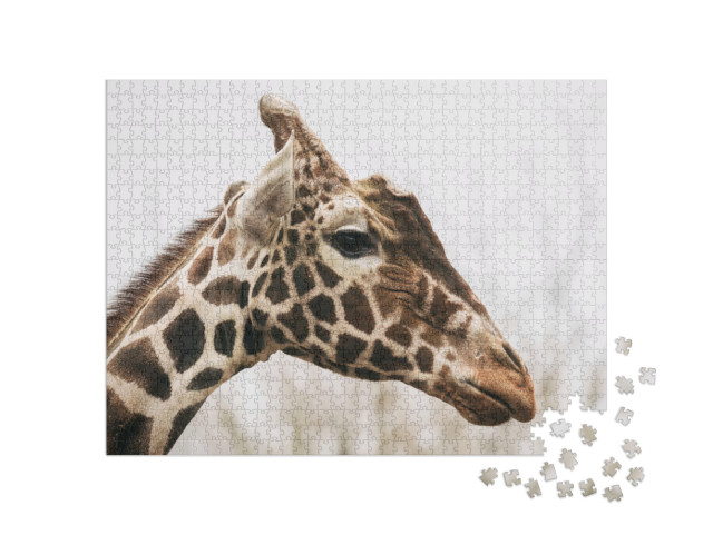 puzzle 1000 dílků „Žirafa síťovaná, známá také jako žirafa masajská“